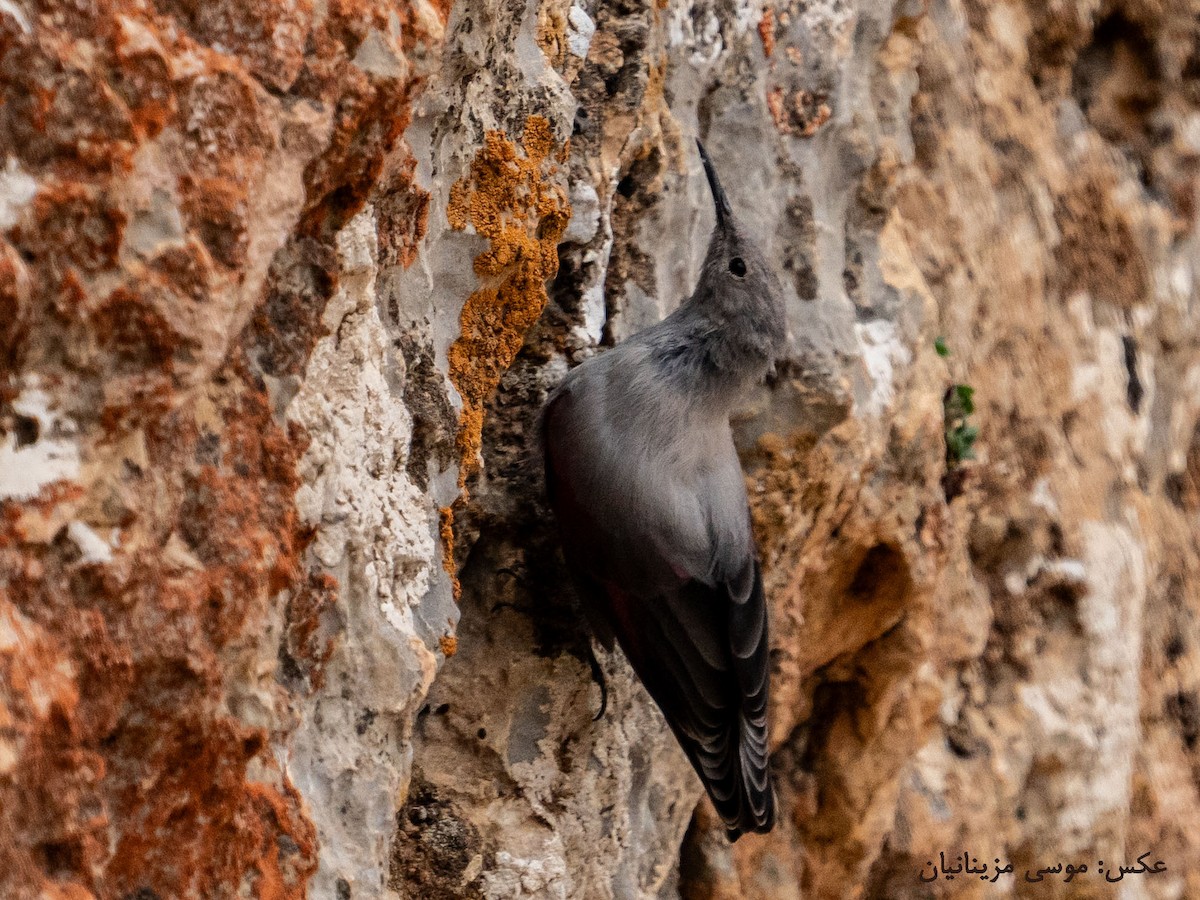 Wallcreeper - ML621935112