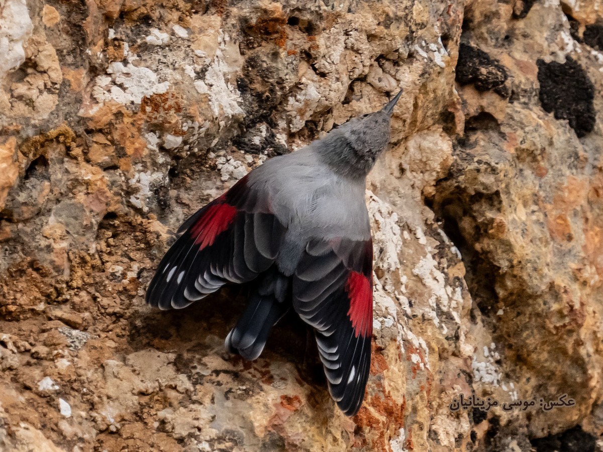 Wallcreeper - ML621935113
