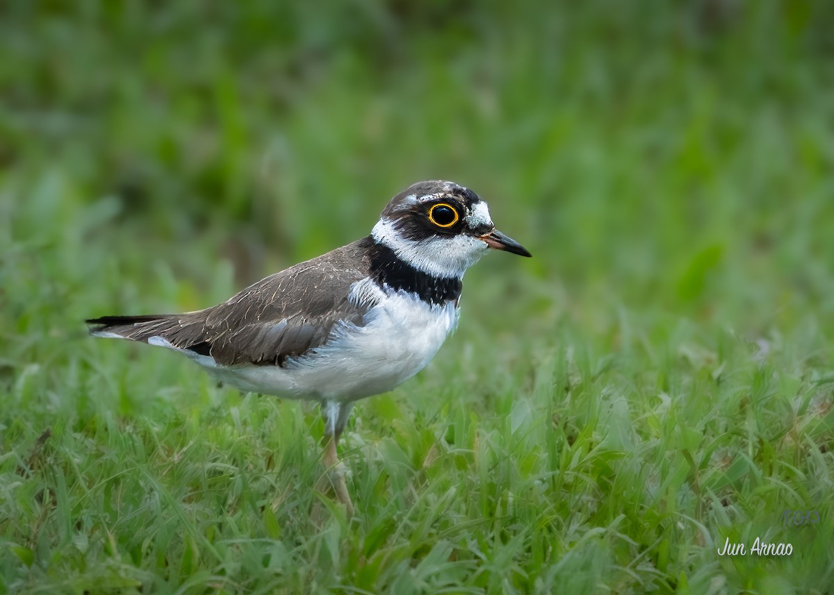 Нарийн хиазат - ML621935125