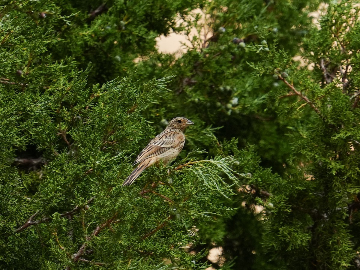 Rock Bunting - ML621935128