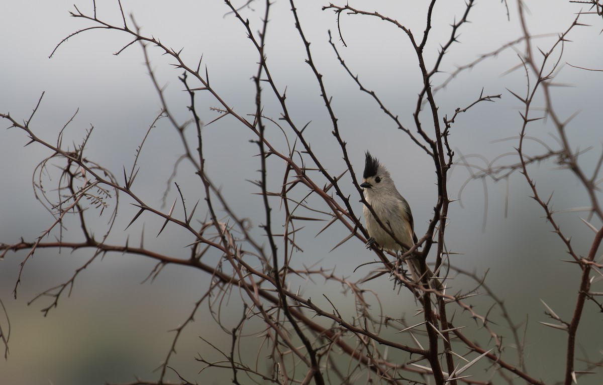 Black-crested Titmouse - ML621935133