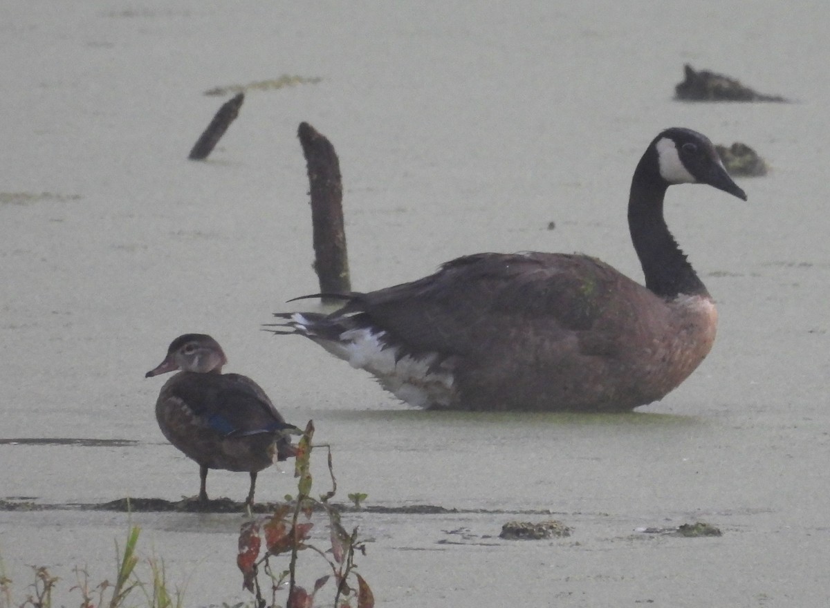 Wood Duck - ML621935139