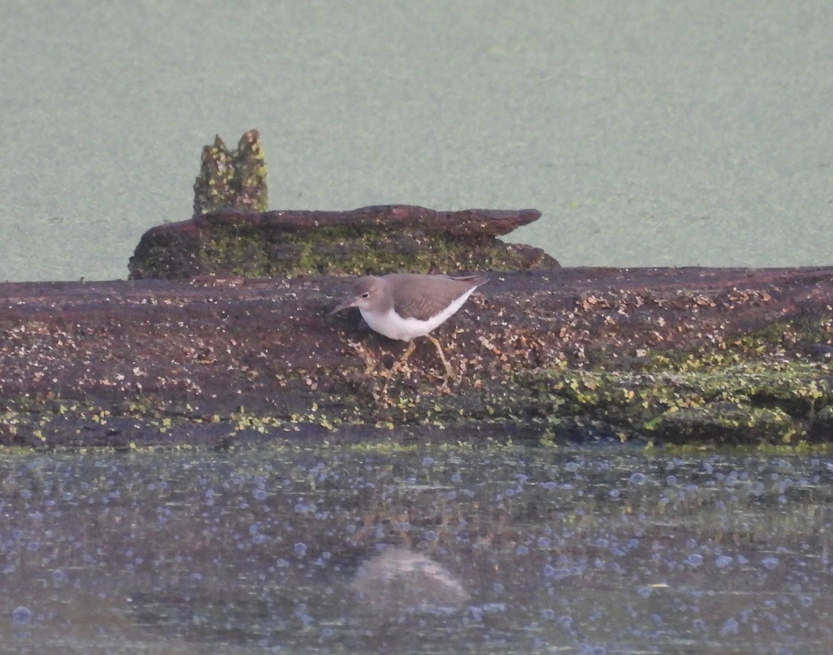 Spotted Sandpiper - ML621935142
