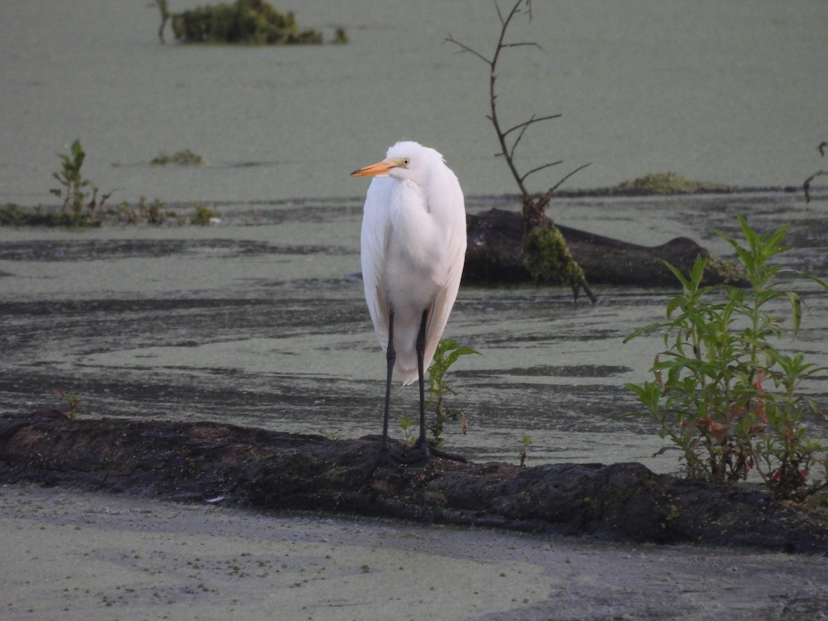 Great Egret - ML621935148