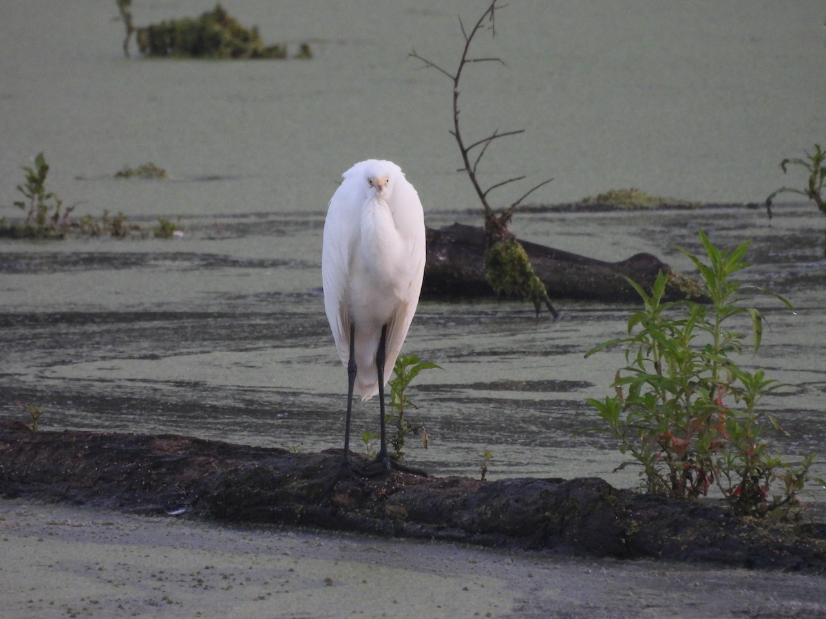 Great Egret - Mark DiGiovanni