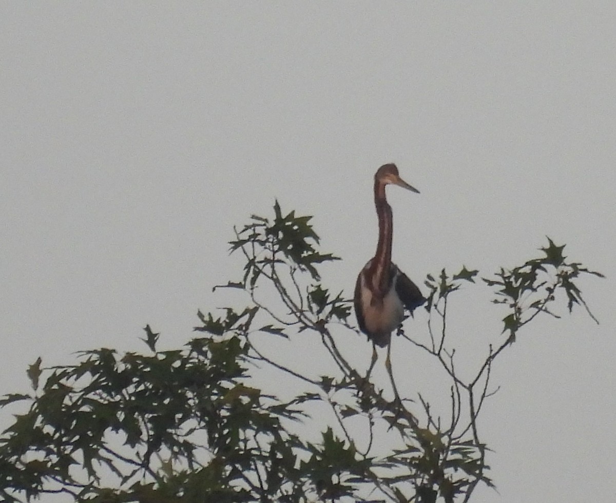 Tricolored Heron - ML621935154