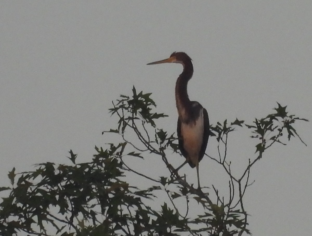 Tricolored Heron - Mark DiGiovanni