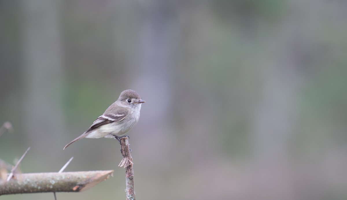 Least Flycatcher - ML621935156