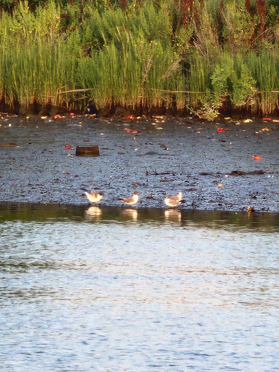 Laughing Gull - ML621935162