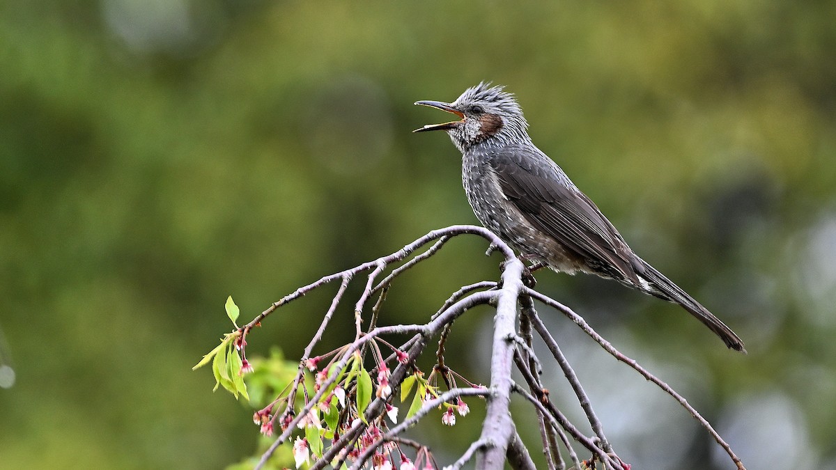 Brown-eared Bulbul - ML621935181