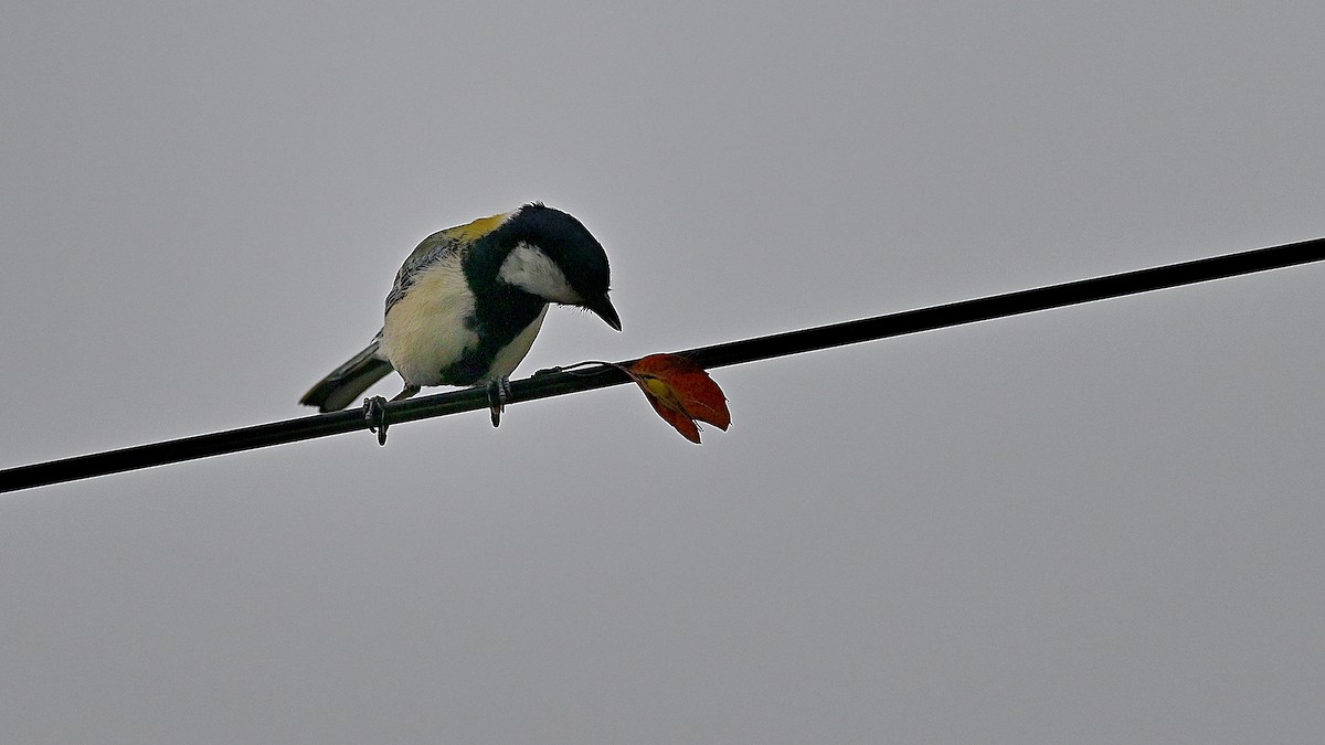 Japanese Tit - ML621935182