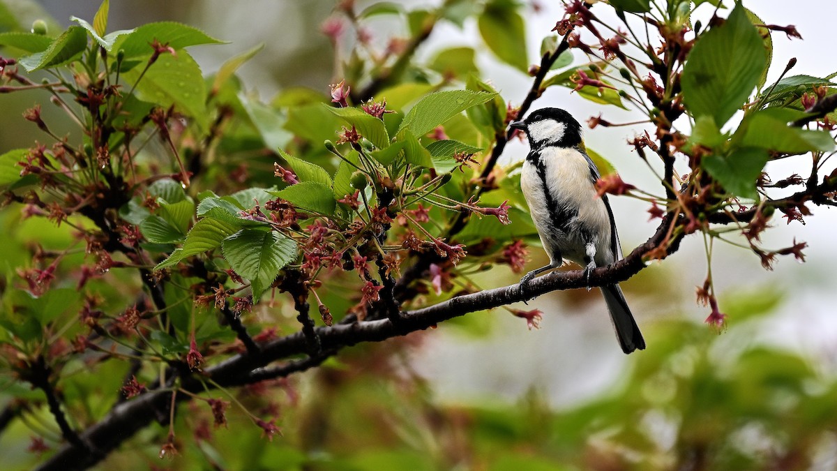 Japanese Tit - ML621935183