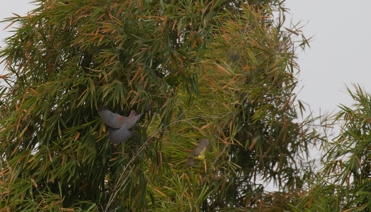 Red-billed Pigeon - ML621935187