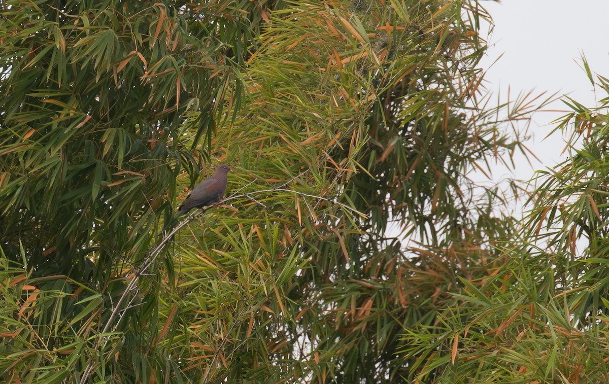 Red-billed Pigeon - ML621935188