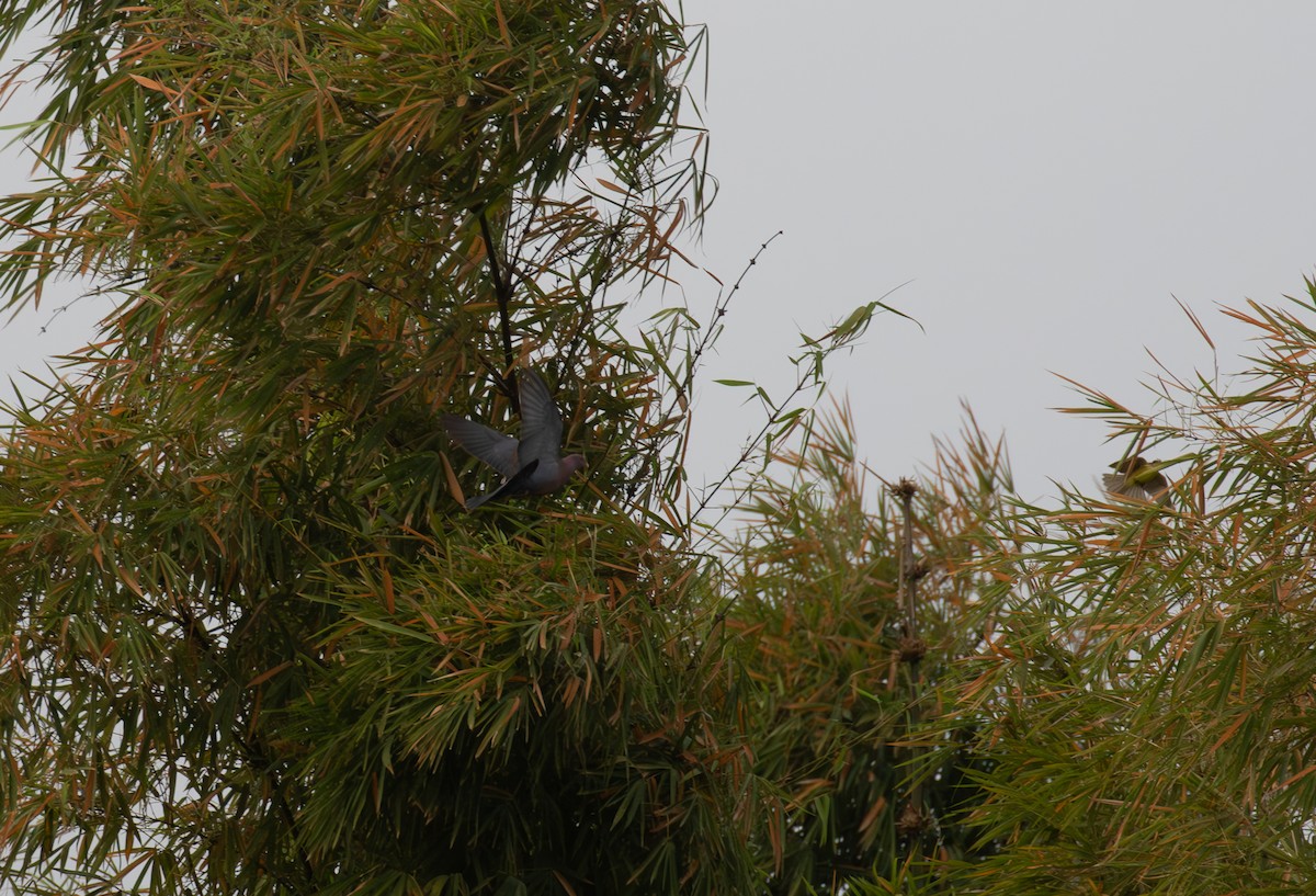 Red-billed Pigeon - ML621935189