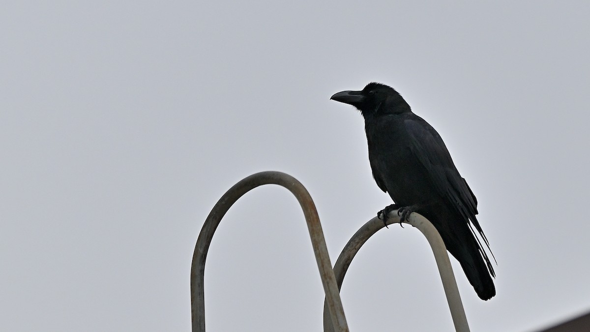 Corbeau à gros bec - ML621935191