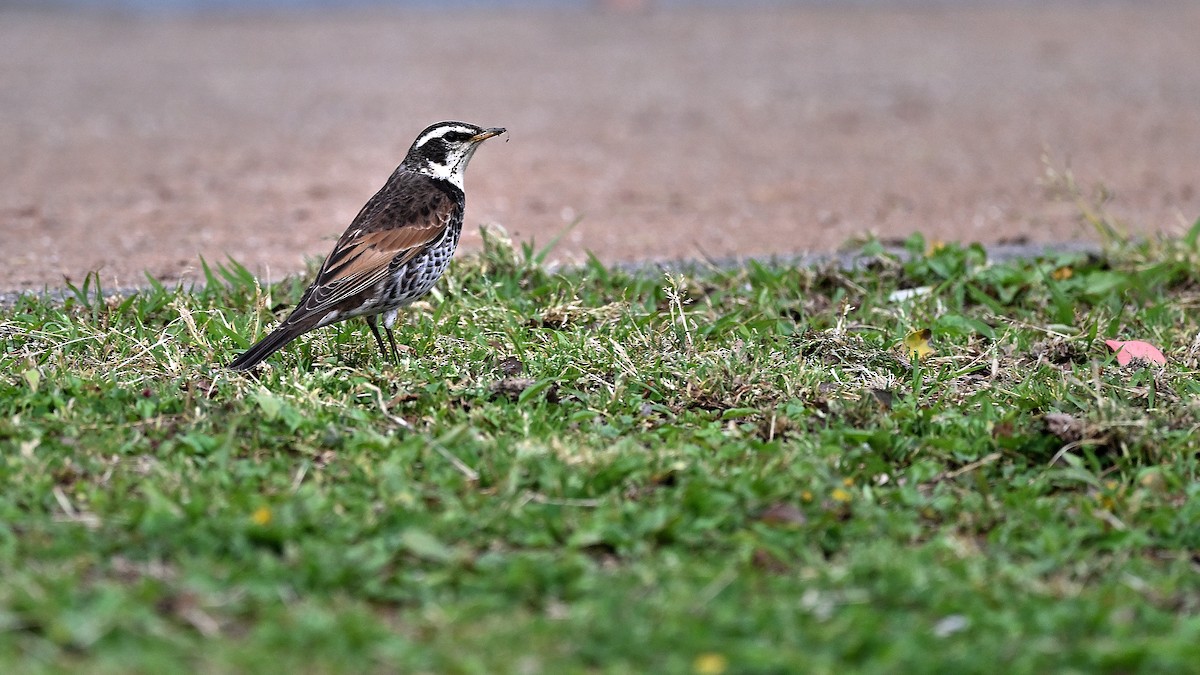 Dusky Thrush - ML621935196