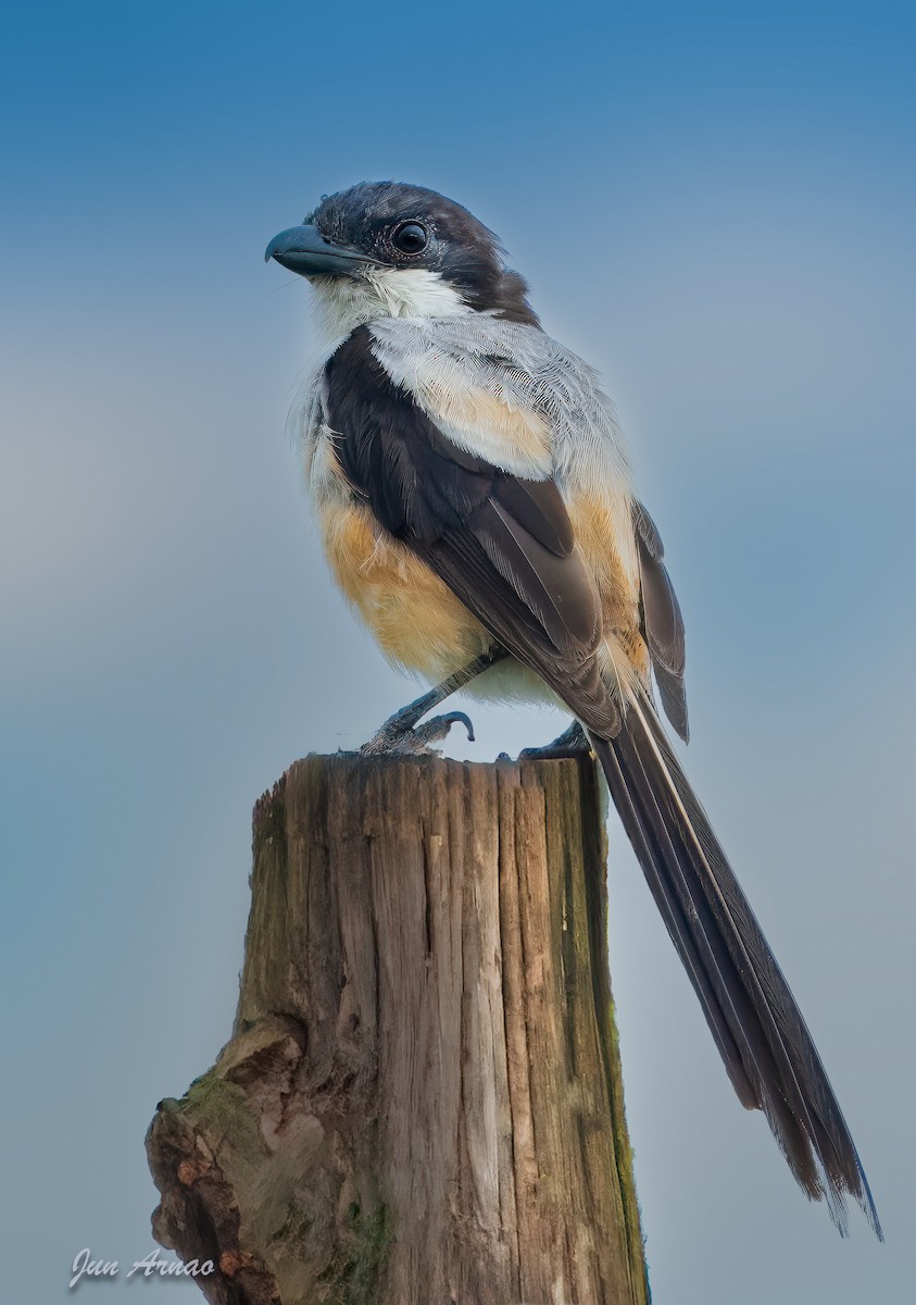 Алаг дунхай - ML621935197