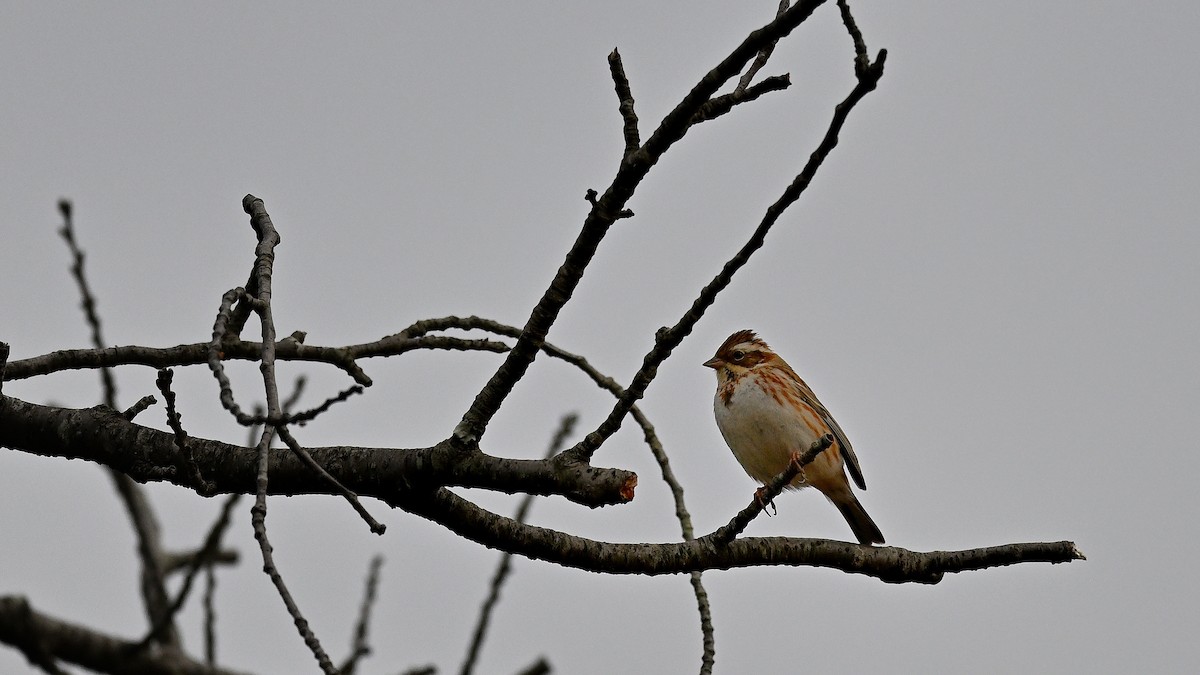 Rustic Bunting - ML621935226