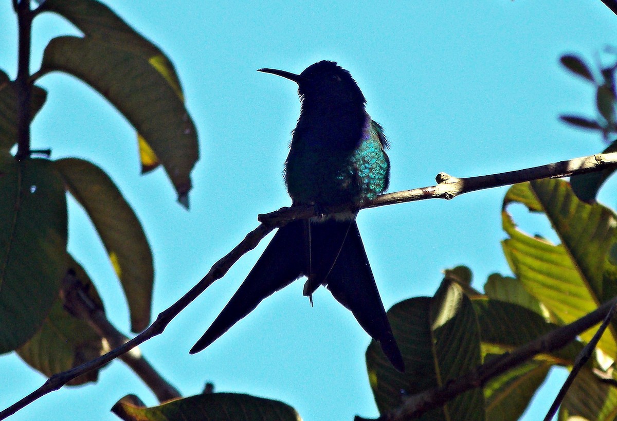 Swallow-tailed Hummingbird - ML621935248