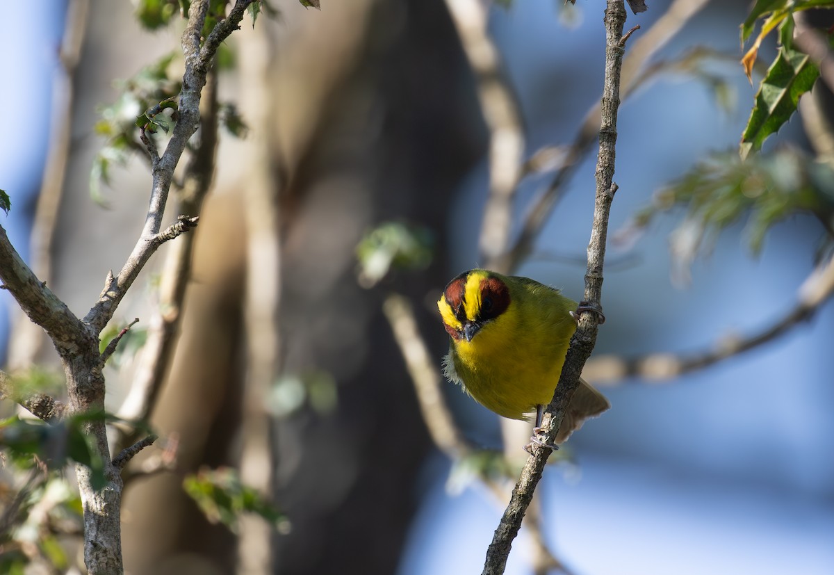 Golden-browed Warbler - ML621935292