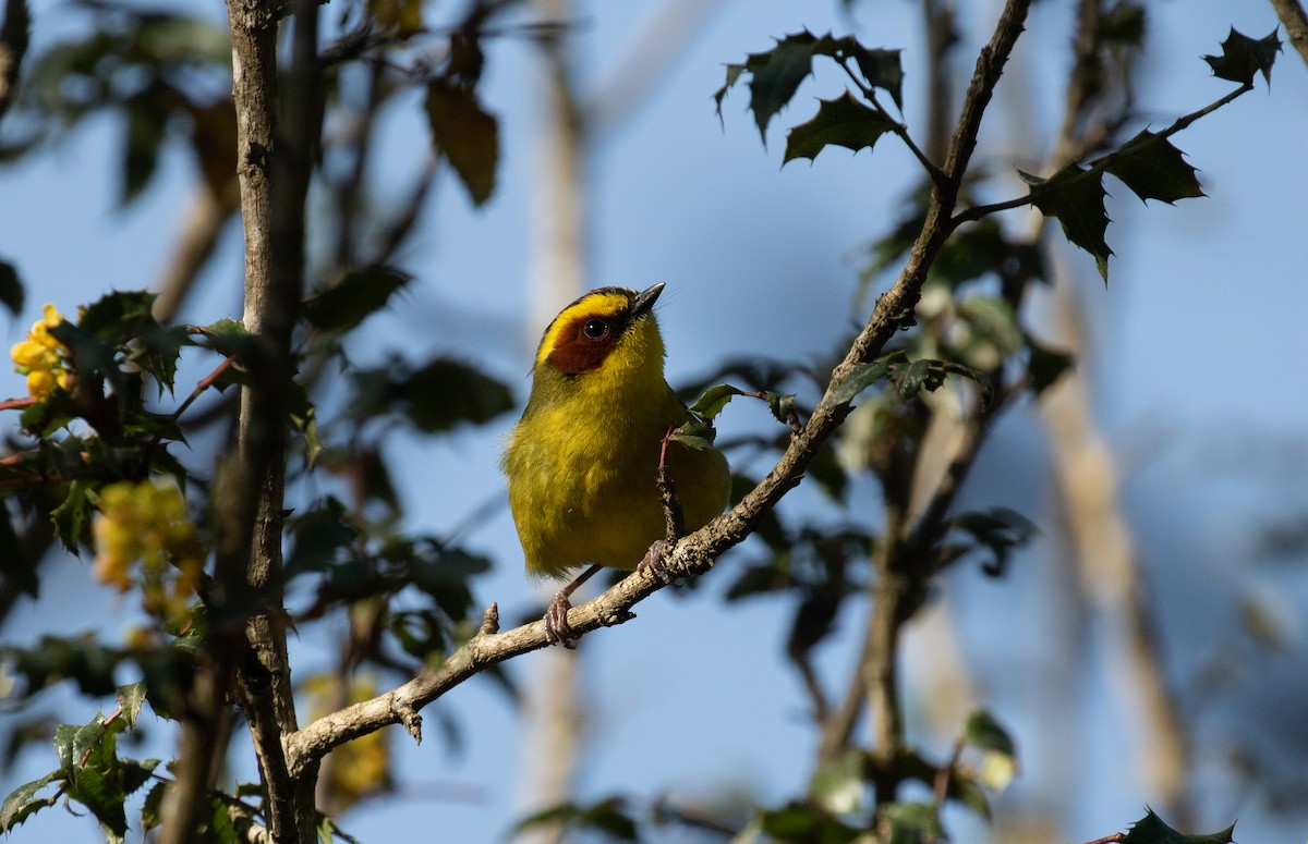 Golden-browed Warbler - ML621935294