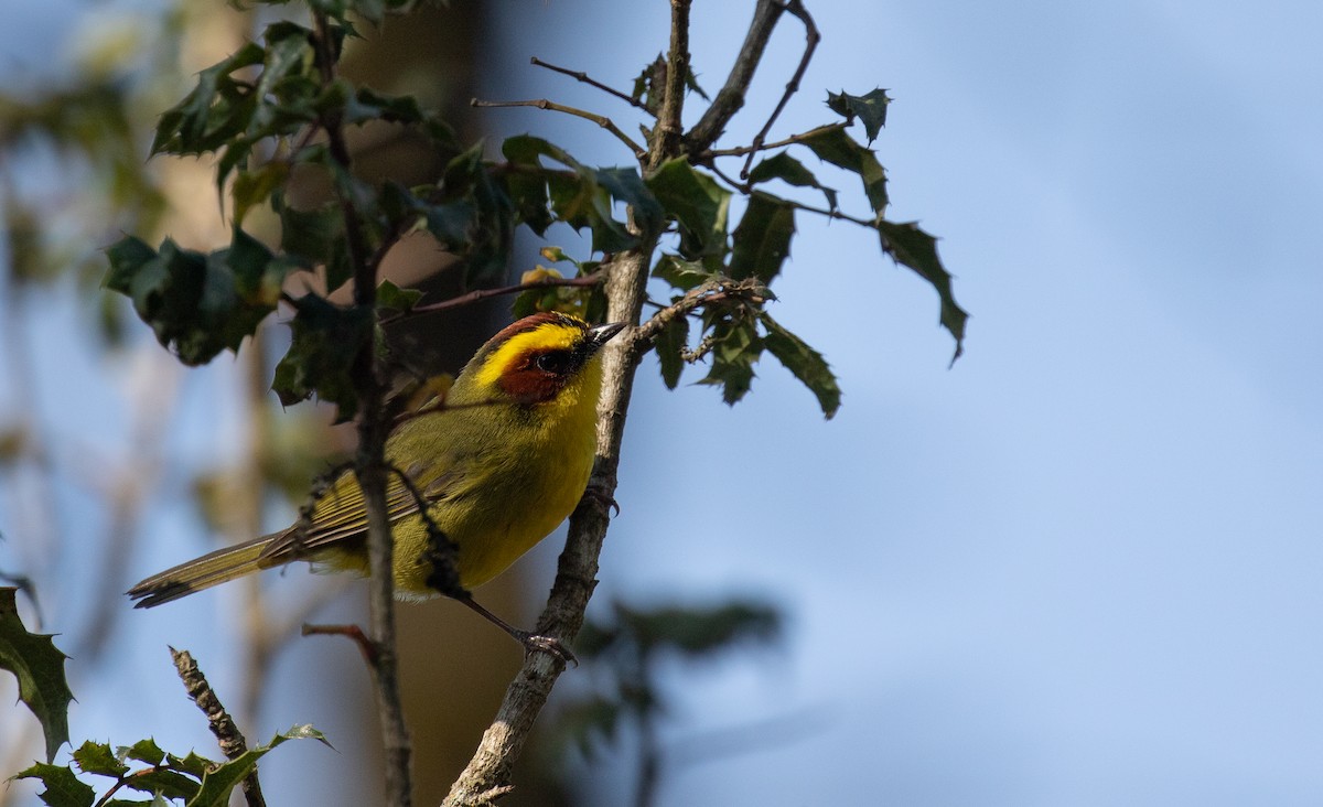 Golden-browed Warbler - simon walkley