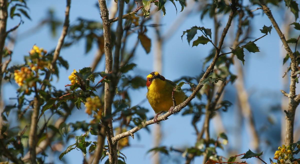 Golden-browed Warbler - ML621935297