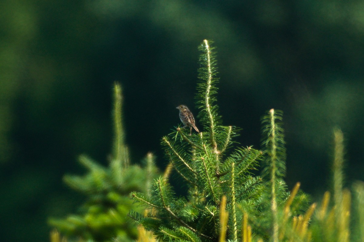 Grasshopper Sparrow - ML621935340