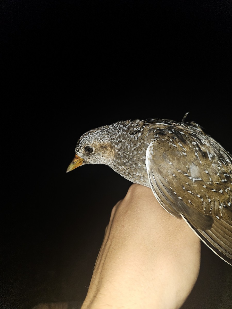 Spotted Crake - ML621935355