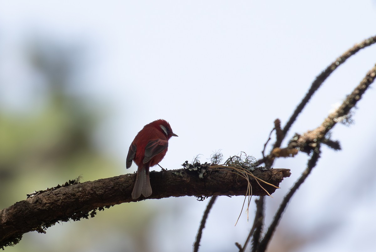 Red Warbler - ML621935361