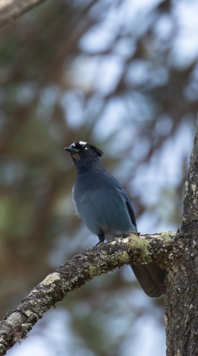 Steller's Jay - ML621935384