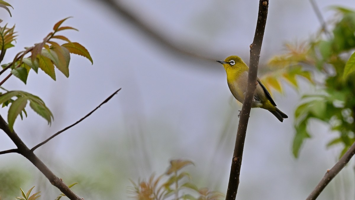 Warbling White-eye - ML621935400