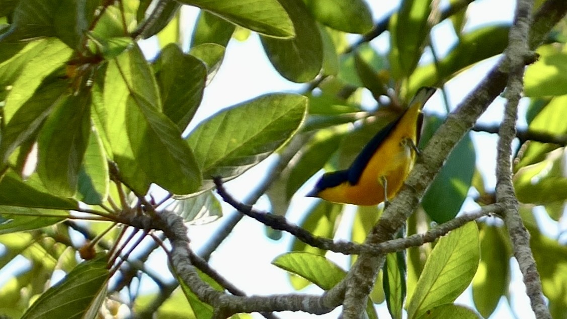 Yellow-throated Euphonia - Chris Henry