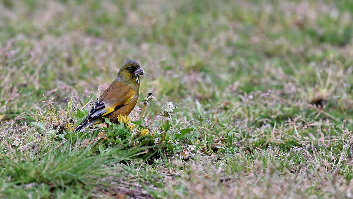 Oriental Greenfinch - ML621935418