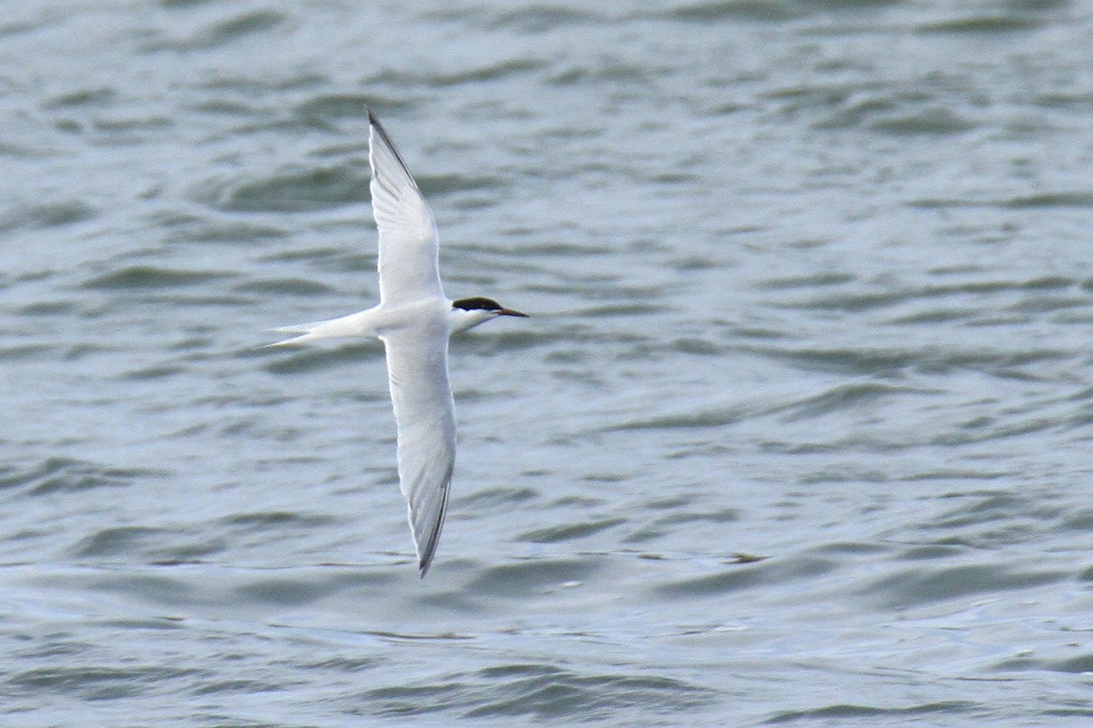 Roseate Tern - ML621935420