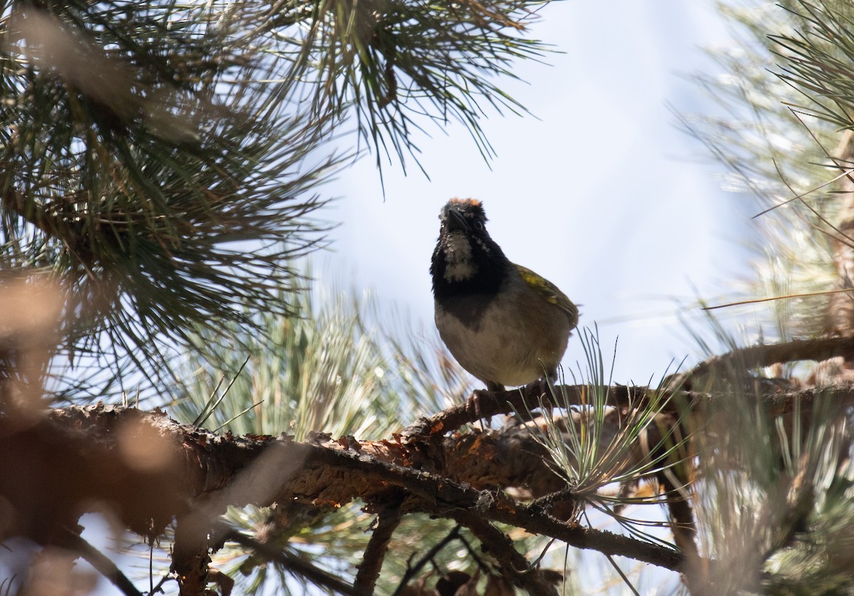 Spotted x Collared Towhee (hybrid) - ML621935433