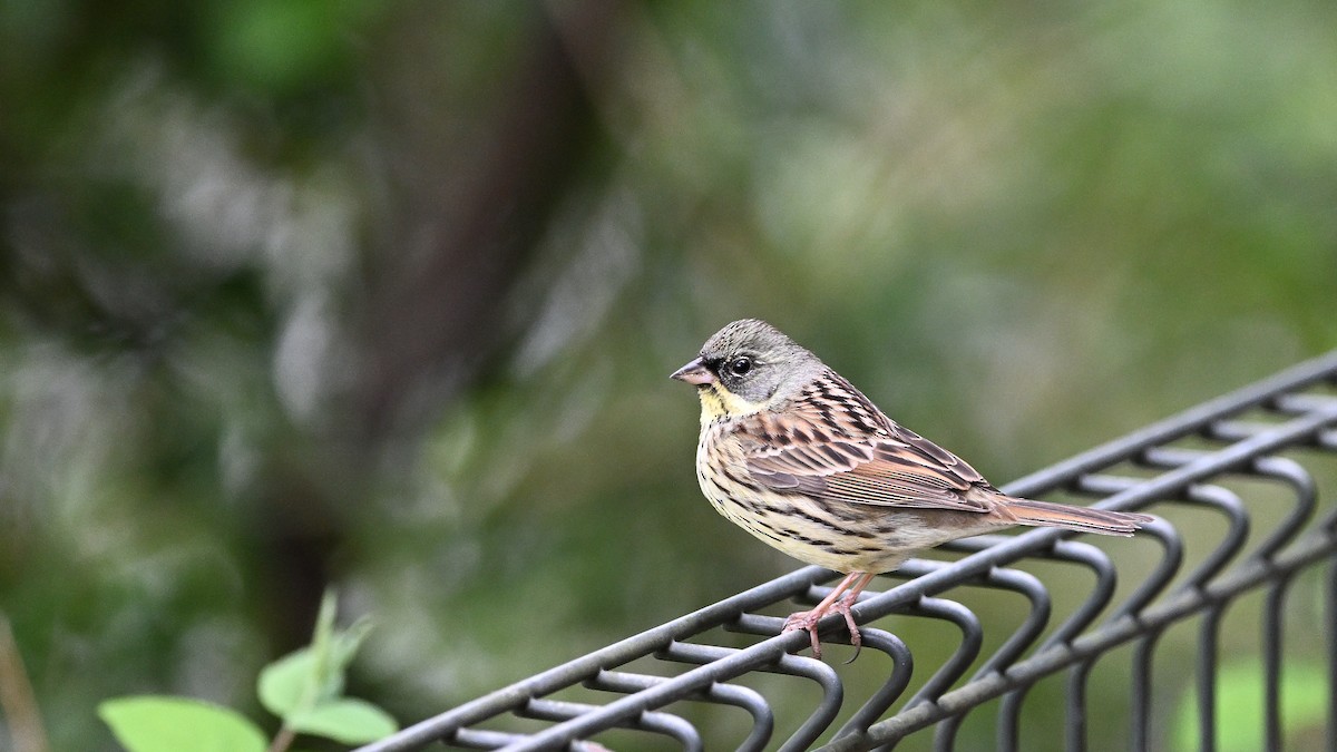 Masked Bunting - ML621935458