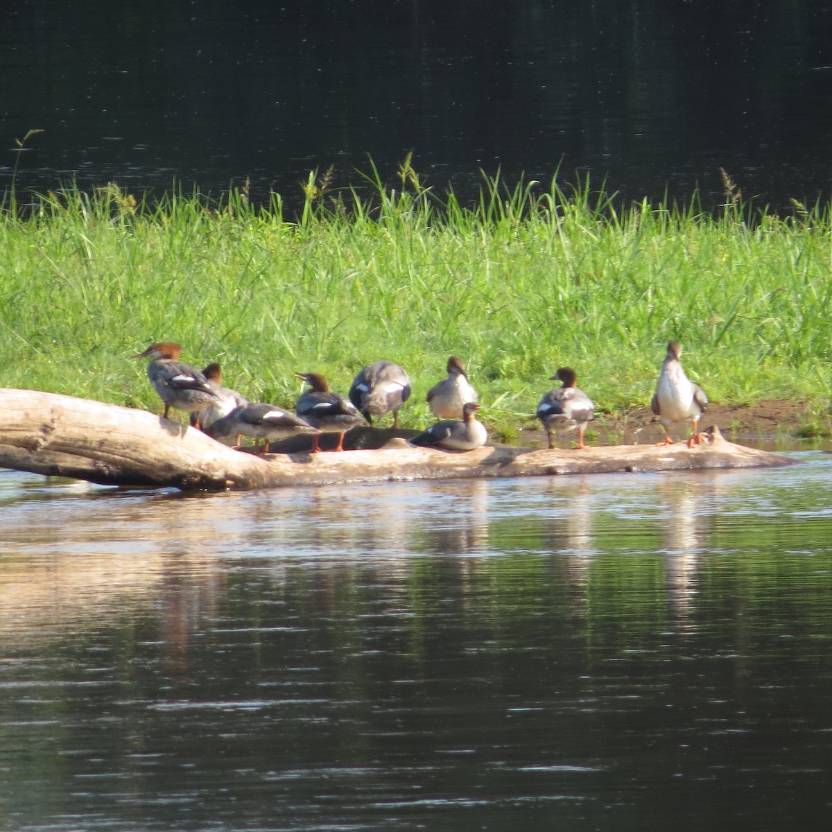 Common Merganser - ML621935470