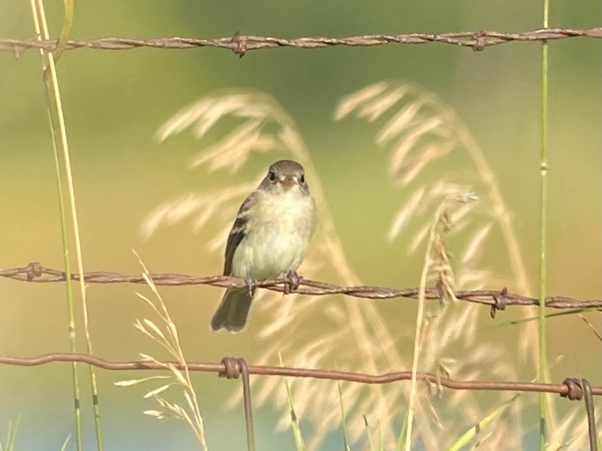 Willow Flycatcher - Cole Wolf