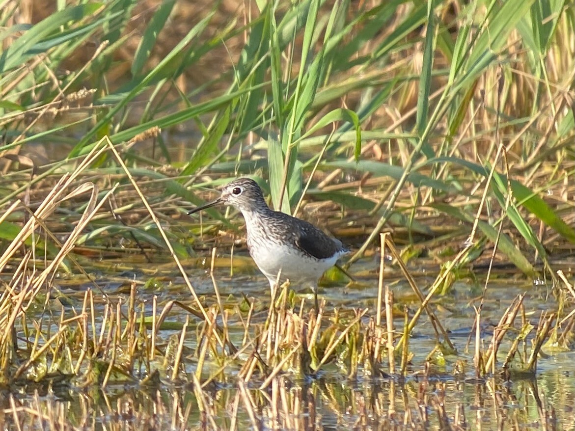 Solitary Sandpiper - ML621935501