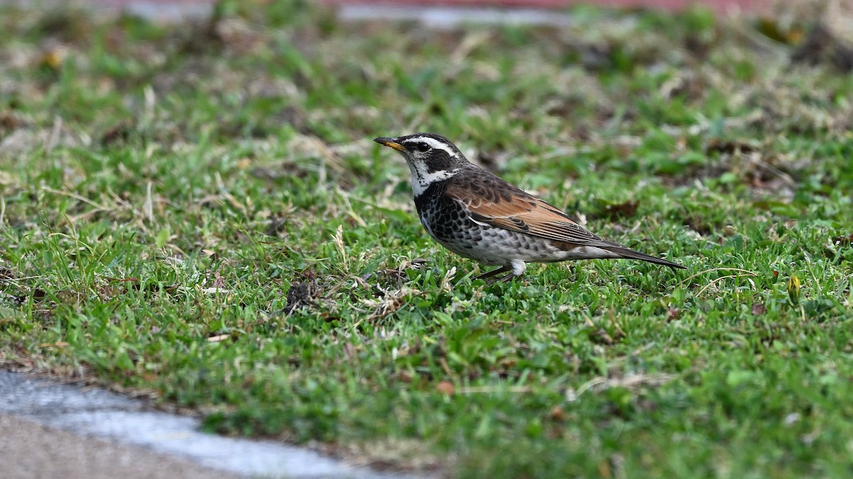 Dusky Thrush - ML621935531