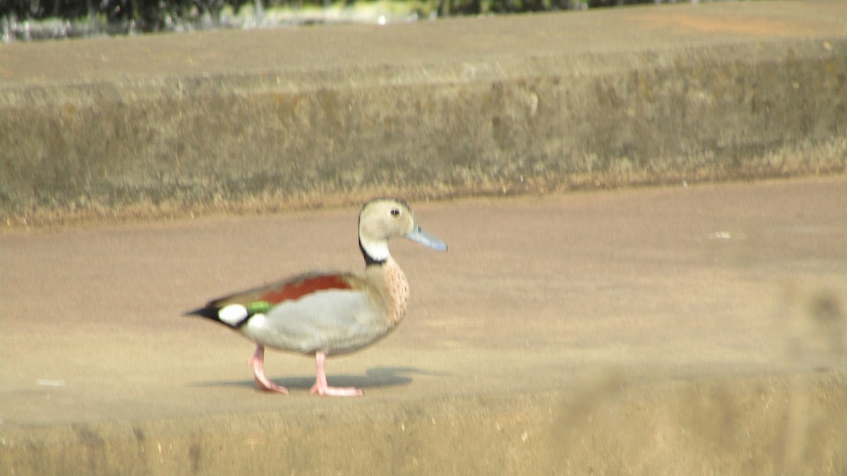 Ringed Teal - ML621935539