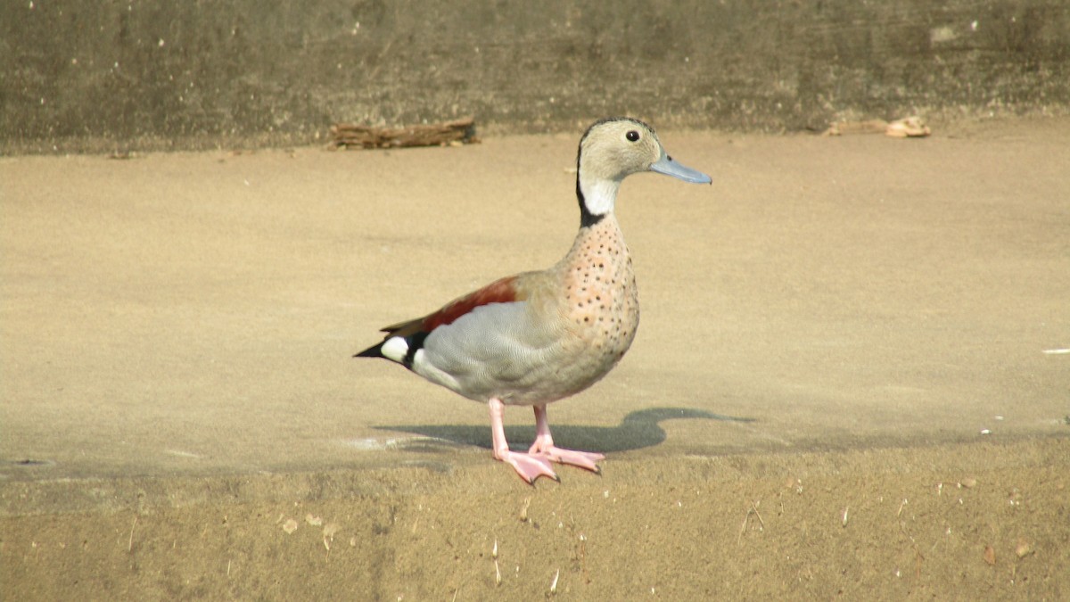 Ringed Teal - ML621935540