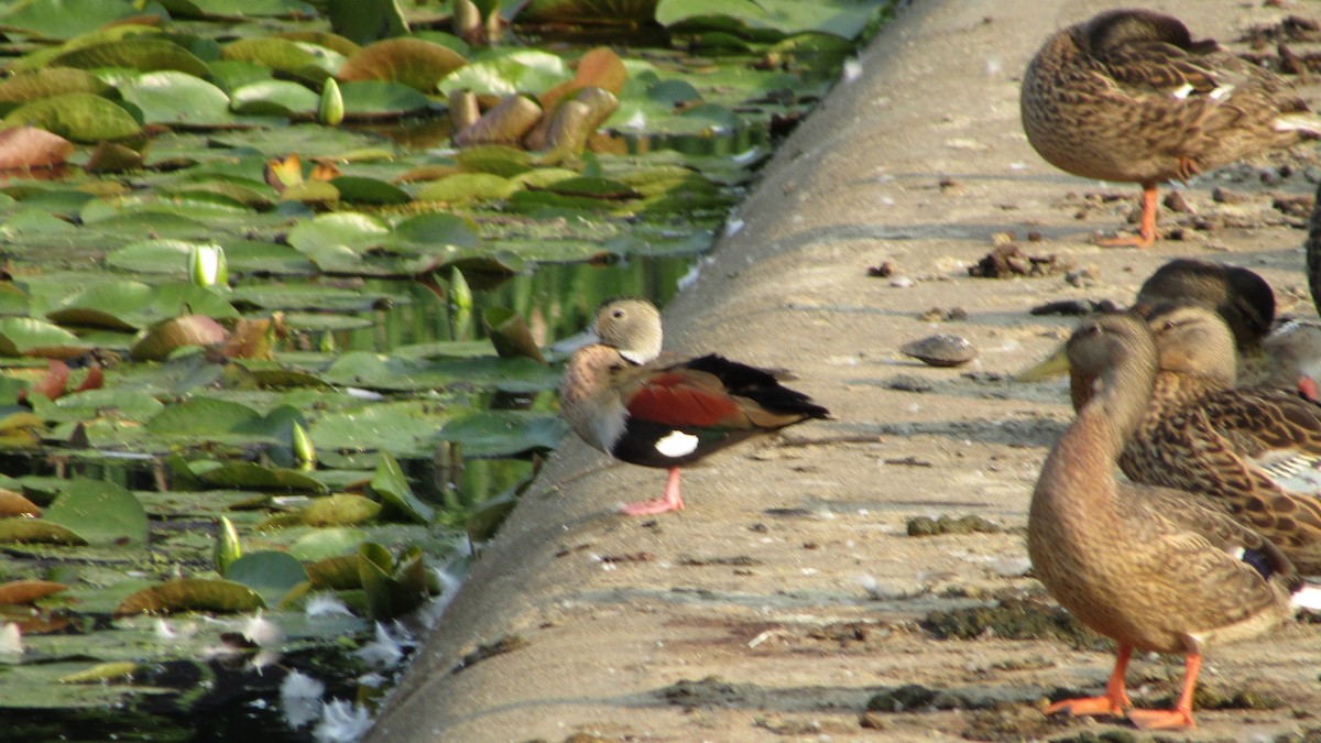 Ringed Teal - ML621935541