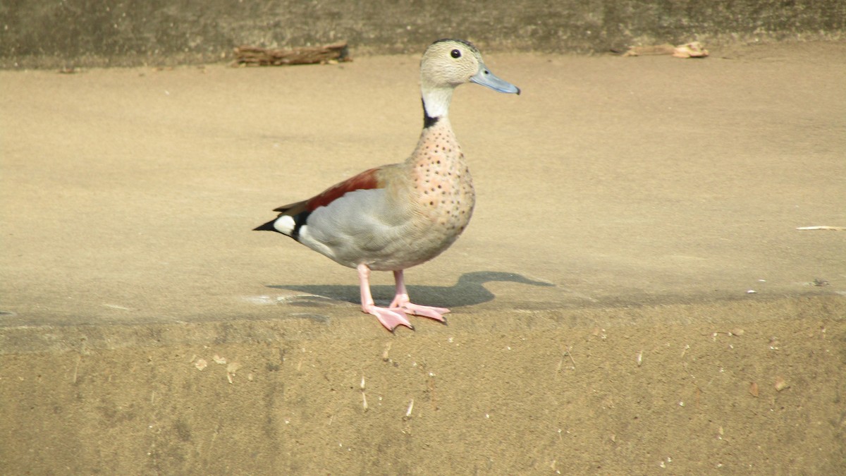 Ringed Teal - ML621935542