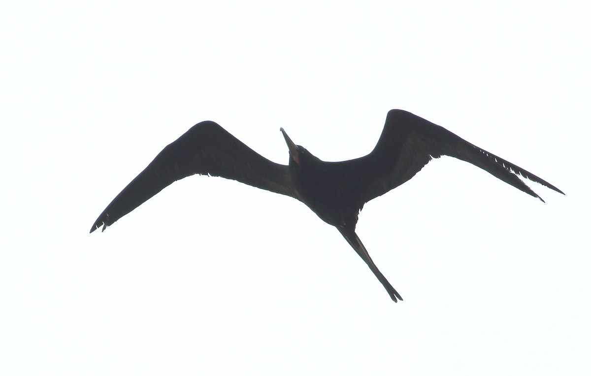 Great Frigatebird - ML621935648