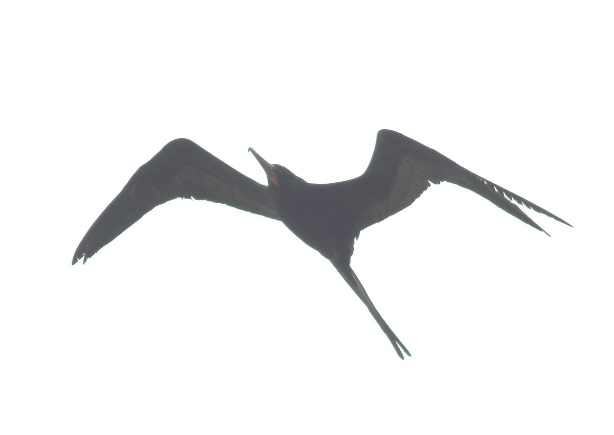 Great Frigatebird - ML621935692