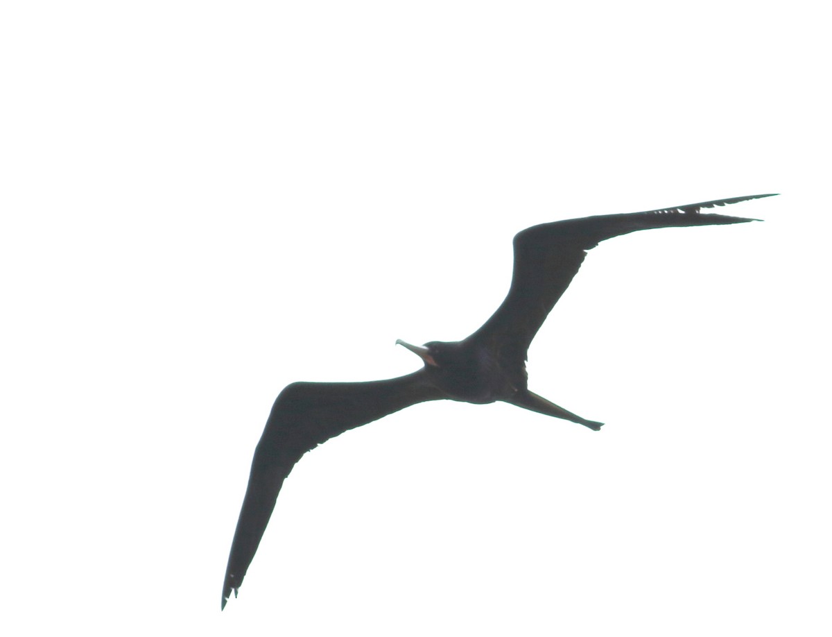 Great Frigatebird - ML621935741