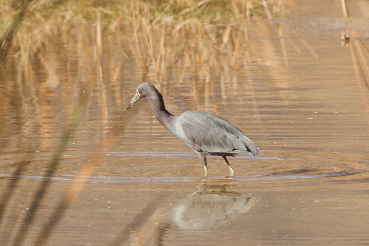 Little Blue Heron - ML621935790